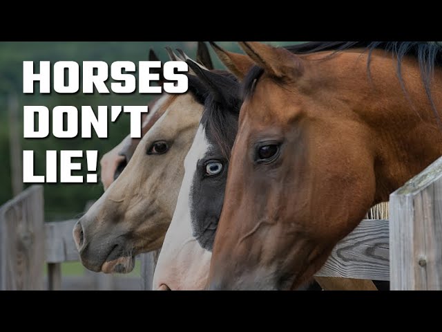 🐴 HORSES DON'T LIE (LifeWave) 👉🧬 X39 GIVEAWAY BELOW 🎁👇 #lifewave #x39